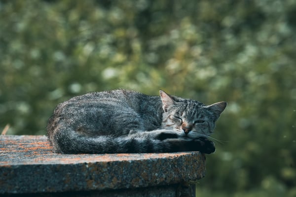 A tiger cat sleeping on a concrete slab