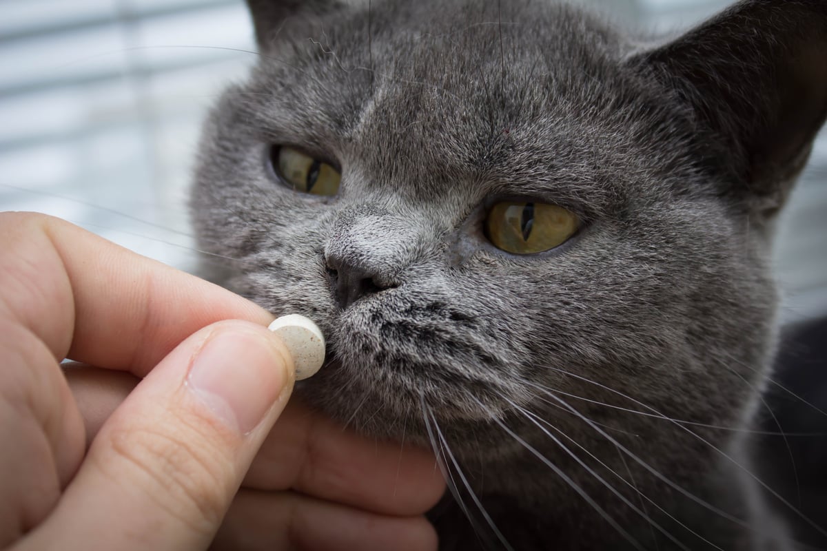 A grey cat's face with a hand holding a pill for the cat