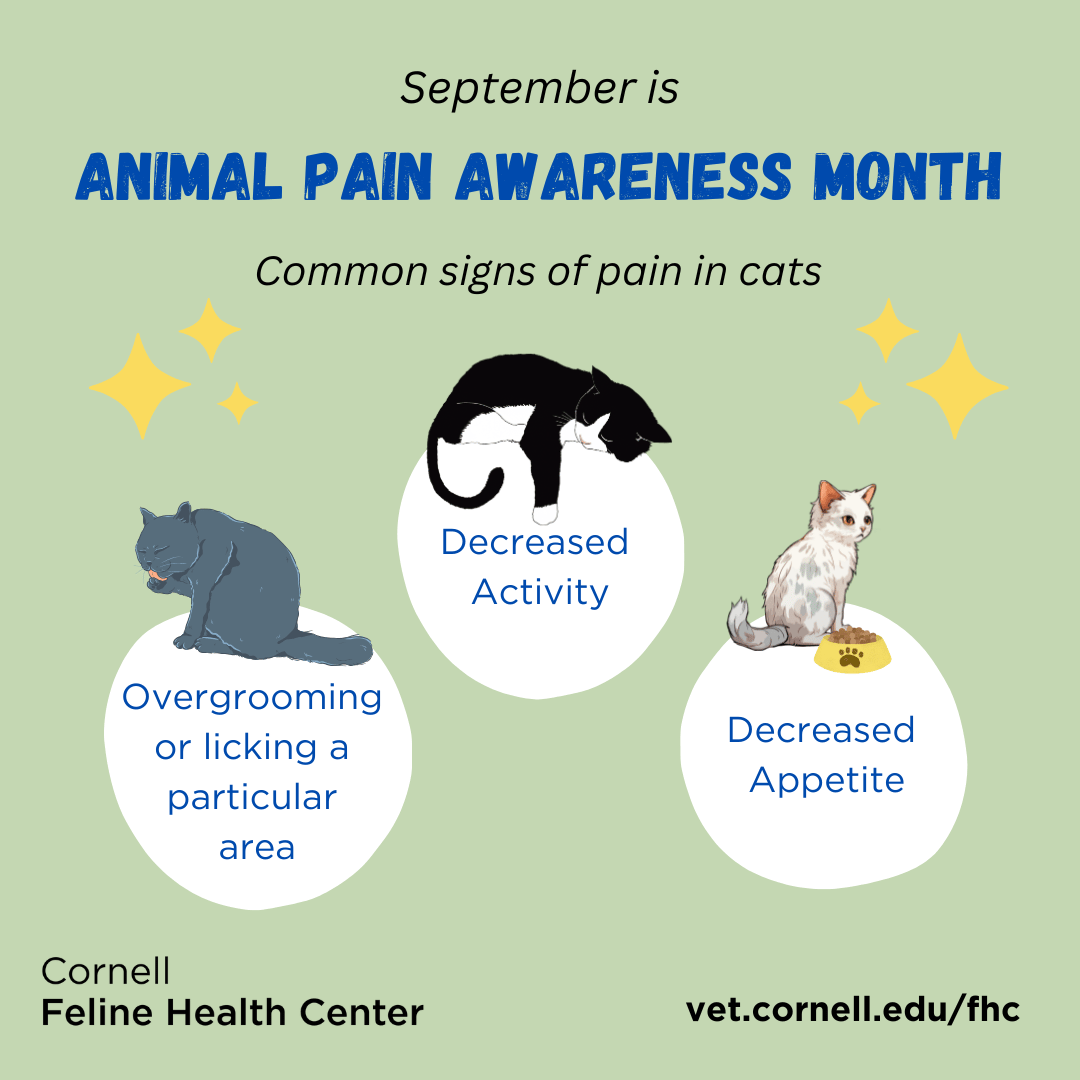 Animal Pain Awareness Month (1)