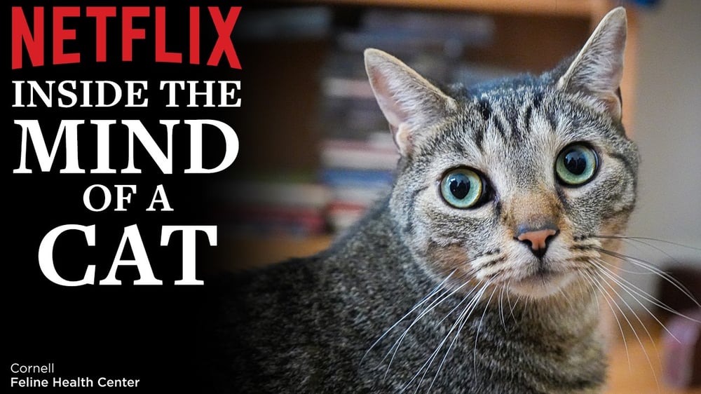 Image of cat with text that says Netflix: Inside the mind of a cat