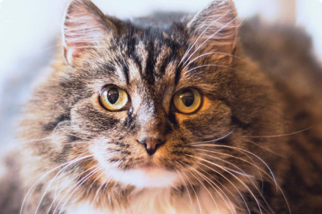 A gruff looking cat looks just above the camera as if he plans to pounce