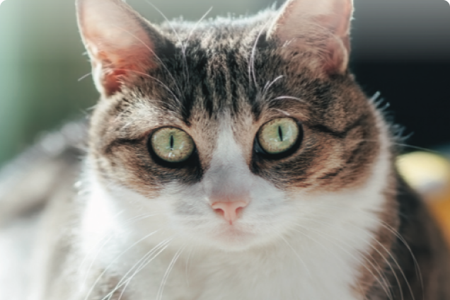 A curious cat is alert and looking directly at the camera, bathed in soft sunlight