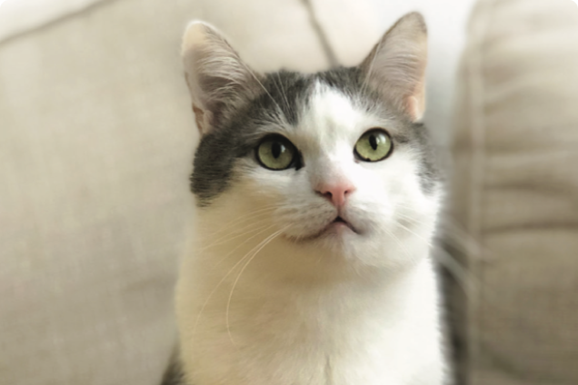 A white and gray tuxedo cat sits upright on a couch looking in the distance