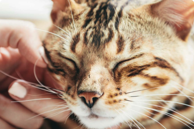 A light brown tabby cat gets scratches under its chin by a human
