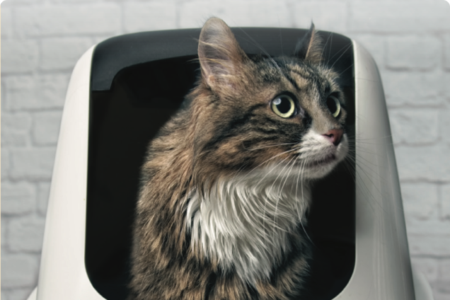 Spanish Translated Feline Health Information