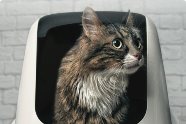 A brown and black cat uses a domed litter box that is dark on the inside