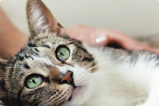 A tabby cat with green eyes looks at the camera as a closeup photo is taken