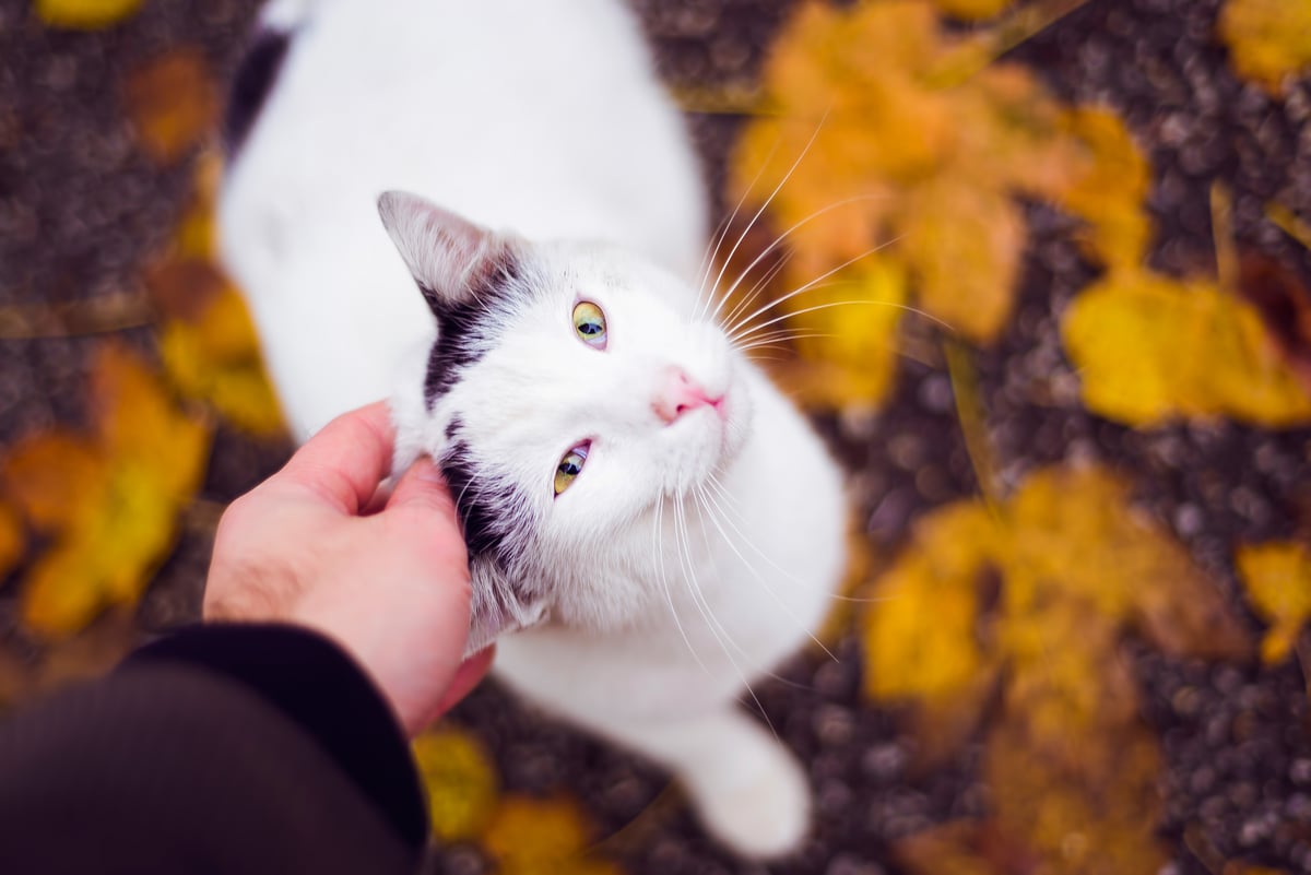 White cat with yellow leaves in background with human hand
