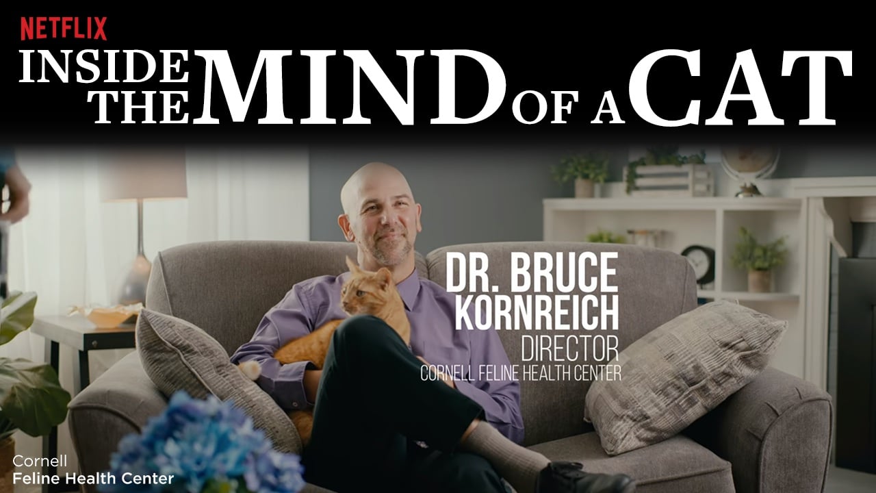 Photo of Dr. Bruce Kornreich, Director of Cornell Feline Health Center from the Netflix documentary, Inside the Mind of a Cat